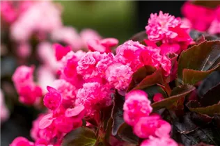 Begonia semperflorens 'Doublet'® - Begonia