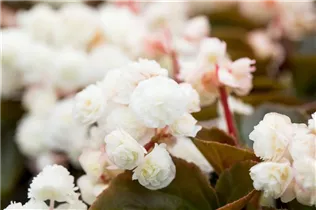 Begonia semperflorens 'Doublet'® - Begonia