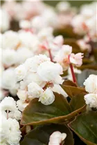 Begonia semperflorens 'Doublet'® - Begonia