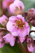 Bergenia cordifolia 'Rosa Zeiten' - Garten-Bergenie 'Rosa Zeiten'