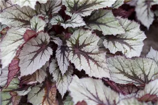 Begonia 'Beleaf'® - Begonie 'Beleaf'®