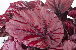 Begonia 'Beleaf'® - Begonie 'Beleaf'®