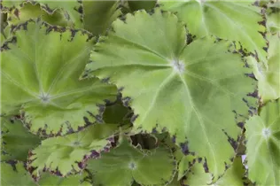 Begonia 'Beleaf'® - Begonie 'Beleaf'®