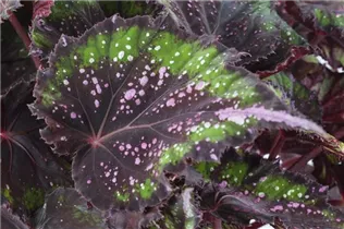 Begonia 'Beleaf'® - Begonie 'Beleaf'®