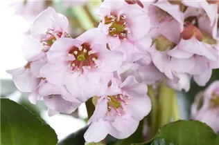 Bergenia cordifolia 'Harzkristall' - Garten-Bergenie 'Harzkristall'