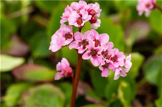 Bergenia cordifolia 'Harzkristall' - Garten-Bergenie 'Harzkristall'