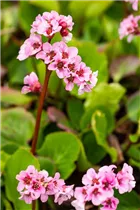 Bergenia cordifolia 'Harzkristall' - Garten-Bergenie 'Harzkristall'