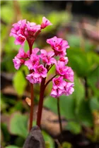 Bergenia cordifolia 'Harzkristall' - Garten-Bergenie 'Harzkristall'
