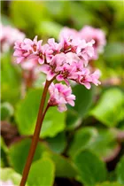 Bergenia cordifolia 'Harzkristall' - Garten-Bergenie 'Harzkristall'