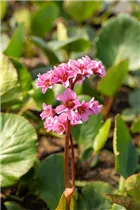Bergenia cordifolia 'Harzkristall' - Garten-Bergenie 'Harzkristall'