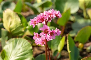 Bergenia cordifolia 'Harzkristall' - Garten-Bergenie 'Harzkristall'