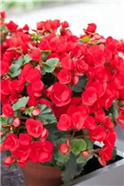Begonia betulia - Freiland-Begonie Begonia betulia - Freiland-Begonie