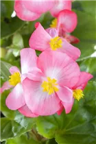 Begonia semperflorens, rosa - Eis-Begonie