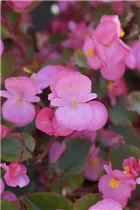Begonia semperflorens, rosa - Eis-Begonie