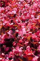 Begonia semperflorens, rosa - Eis-Begonie