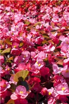 Begonia semperflorens, rosa - Eis-Begonie