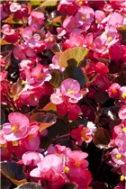 Begonia semperflorens, rosa - Eis-Begonie