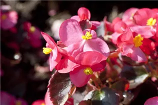 Begonia semperflorens, rosa - Eis-Begonie