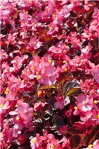 Begonia semperflorens, rosa - Eis-Begonie