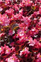 Begonia semperflorens, rosa - Eis-Begonie