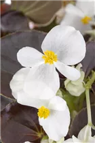 Begonia semperflorens, weiß - Eis-Begonie Begonia semperflorens, weiß - Eis-Begonie