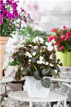 Begonia semperflorens, weiß - Eis-Begonie Begonia semperflorens, weiß - Eis-Begonie