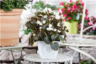 Begonia semperflorens, weiß - Eis-Begonie Begonia semperflorens, weiß - Eis-Begonie