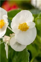 Begonia semperflorens, weiß - Eis-Begonie Begonia semperflorens, weiß - Eis-Begonie