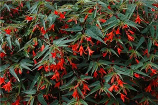 Begonia boliviensis 'Bonfire' - Begonie 'Bonfire' Begonia boliviensis 'Bonfire' - Begonie 'Bonfire'