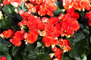Begonia x hiemalis - Rieger-Begonie
