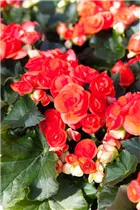Begonia x hiemalis - Rieger-Begonie