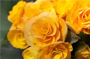 Begonia x hiemalis - Rieger-Begonie