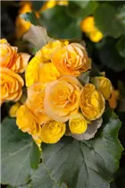 Begonia x hiemalis - Rieger-Begonie