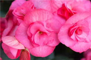 Begonia x hiemalis 'Electra Pink' - Begonie 'Electra Pink'