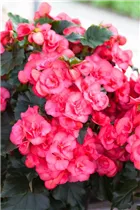 Begonia x hiemalis 'Electra Pink' - Begonie 'Electra Pink'