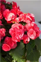 Begonia x hiemalis 'Electra Pink' - Begonie 'Electra Pink'