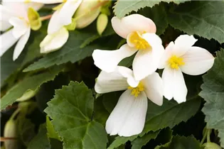 Begonia boliviensis 'Mistral'® - Begonie 'Mistral'®