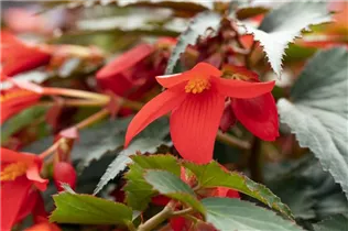 Begonia boliviensis 'Mistral'® - Begonie 'Mistral'®