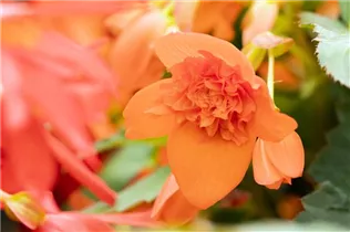 Begonia boliviensis 'Mistral'® - Begonie 'Mistral'®
