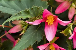 Begonia boliviensis 'Mistral'® - Begonie 'Mistral'®