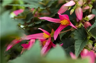 Begonia boliviensis 'Mistral'® - Begonie 'Mistral'®