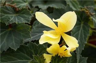 Begonia boliviensis 'Mistral'® - Begonie 'Mistral'®
