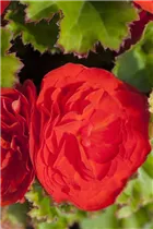 Begonia x tuberhybrida, rot - Begonia x tuberhybrida, rot Begonia x tuberhybrida, rot - Begonia x tuberhybrida, rot