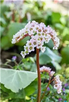 Bergenia cordifolia 'Schneekönigin'® - Garten-Bergenie 'Schneekönigin'®
