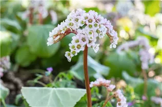 Bergenia cordifolia 'Schneekönigin'® - Garten-Bergenie 'Schneekönigin'®
