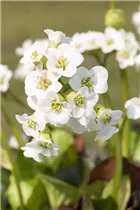 Bergenia cordifolia 'Schneekristall' - Garten-Bergenie 'Schneekristall' Bergenia cordifolia 'Schneekristall' - Garten-Bergenie 'Schneekristall'