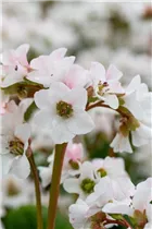Bergenia cordifolia 'Schneekristall' - Garten-Bergenie 'Schneekristall' Bergenia cordifolia 'Schneekristall' - Garten-Bergenie 'Schneekristall'