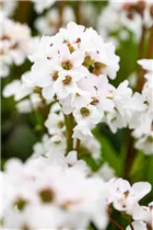 Bergenia cordifolia 'Schneekristall' - Garten-Bergenie 'Schneekristall' Bergenia cordifolia 'Schneekristall' - Garten-Bergenie 'Schneekristall'