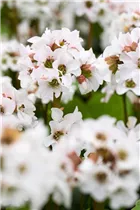 Bergenia cordifolia 'Schneekristall' - Garten-Bergenie 'Schneekristall' Bergenia cordifolia 'Schneekristall' - Garten-Bergenie 'Schneekristall'