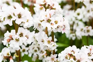 Bergenia cordifolia 'Schneekristall' - Garten-Bergenie 'Schneekristall' Bergenia cordifolia 'Schneekristall' - Garten-Bergenie 'Schneekristall'